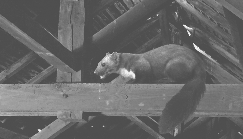 How to get rid of the marten from the attic?